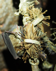 Uncarina grandidieri