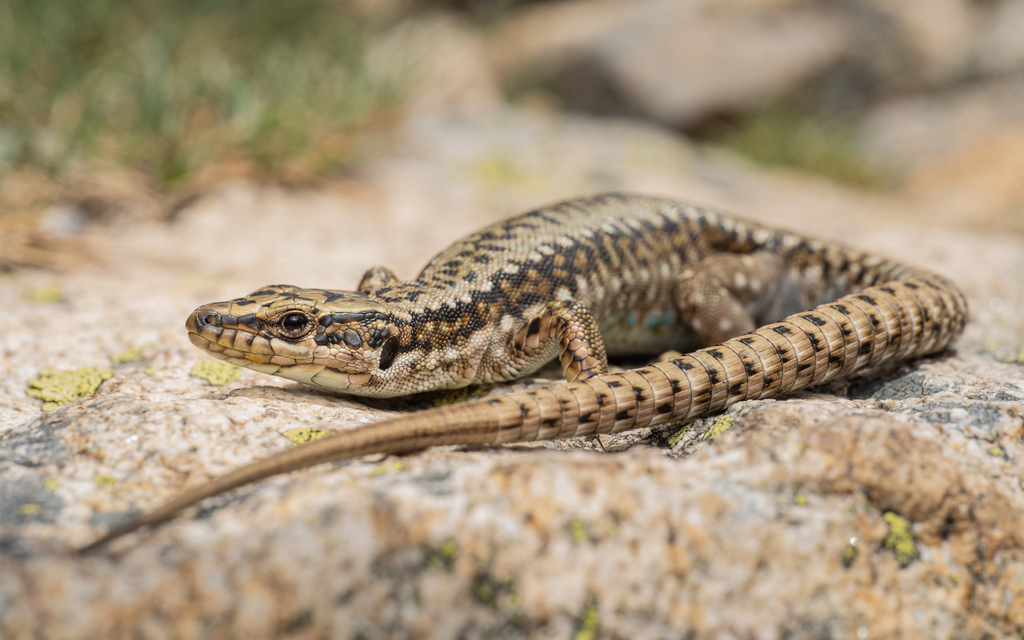Cyren’s Rock Lizard in May 2025 by Borja Fierro · iNaturalist