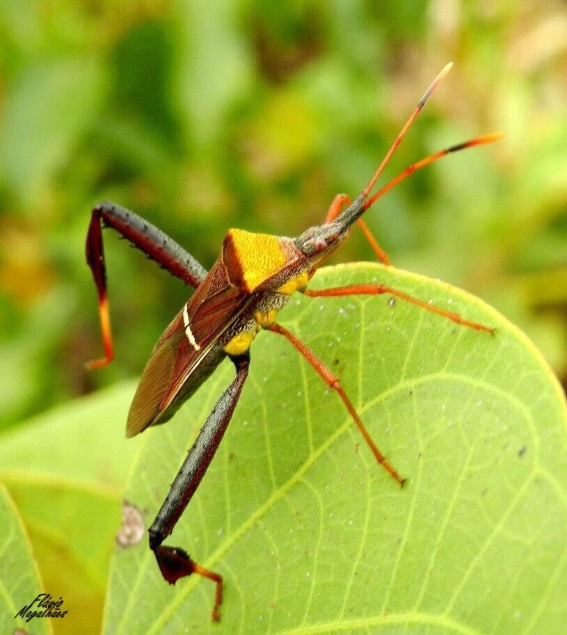Leptoglossus cinctus
