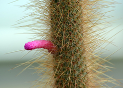 Cleistocactus candelilla