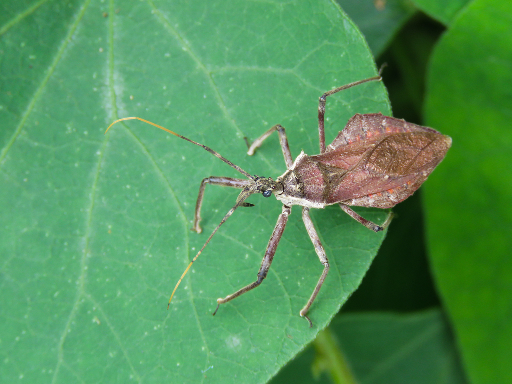 Harpactor angulosus