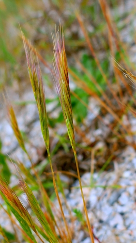 Dune Fescue (Festuca fasciculata)