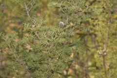Petrophile canescens