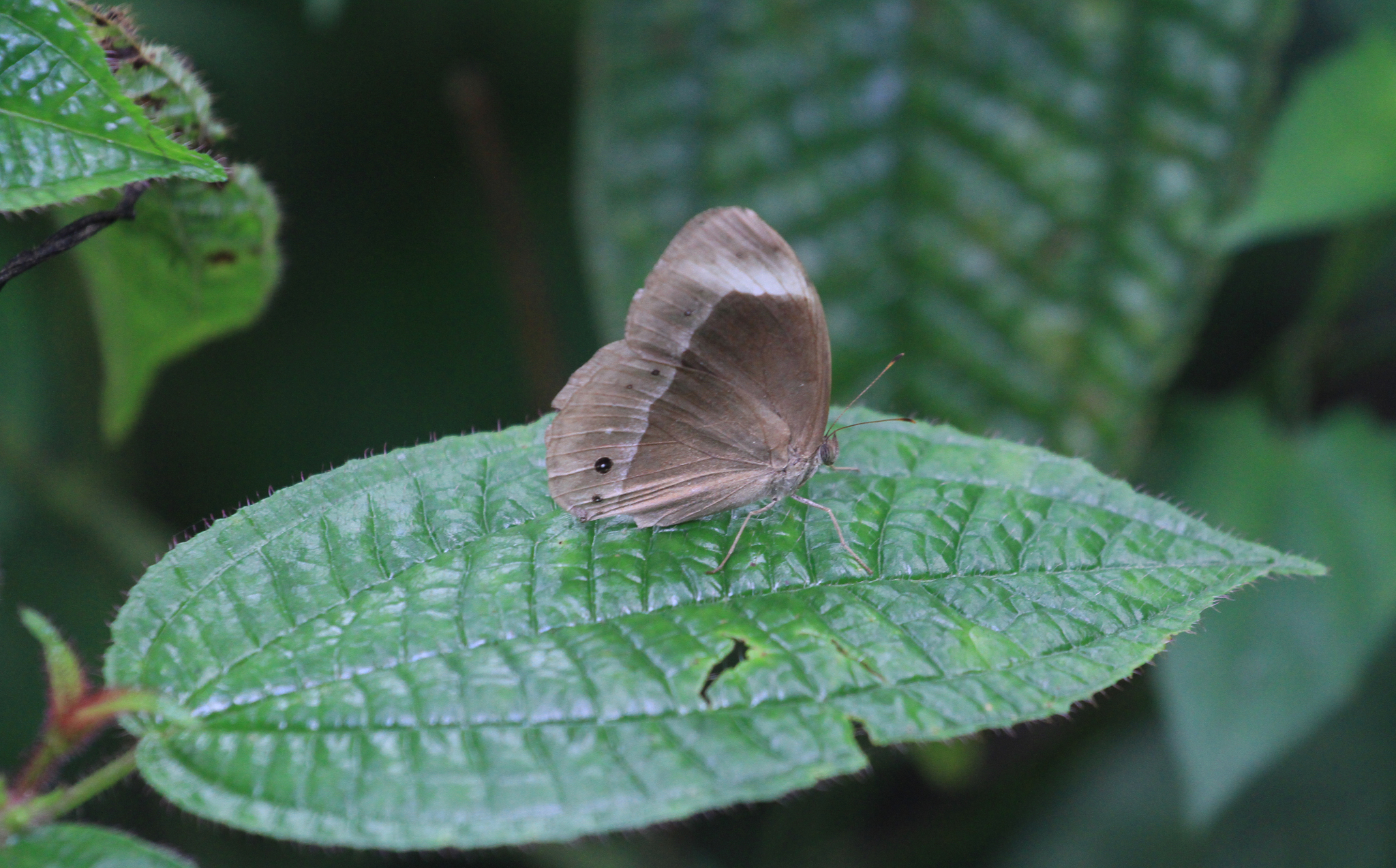 White-Bar Bushbrown