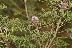 Petrophile canescens