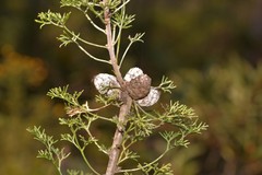 Petrophile canescens