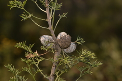 Petrophile canescens