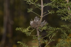 Petrophile canescens