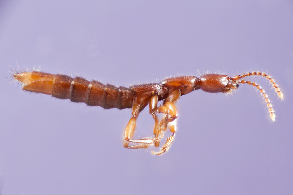 Lathrobium balsamense