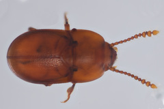 Catopocerus
