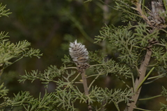 Petrophile canescens