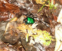 Oxysternon conspicillatum