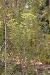 Petrophile canescens