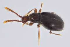 Scydmaeninae