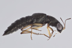 Stenus punctatus
