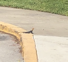 Agama picticauda image