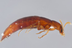 Ischnosoma lecontei