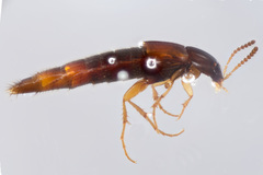 Bryoporus testaceus