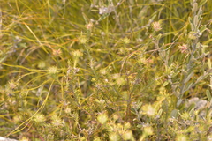 Phyllota phylicoides