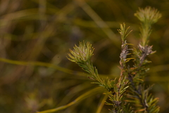 Phyllota phylicoides