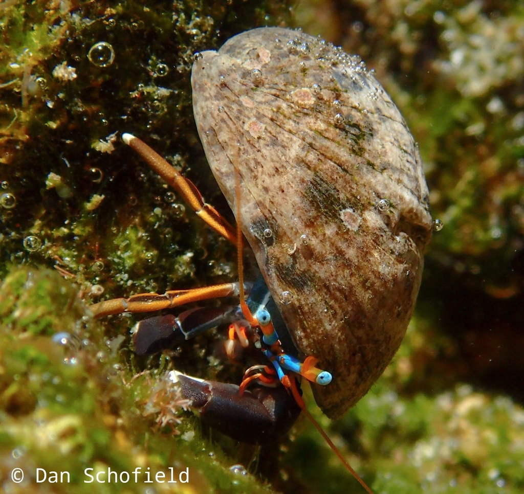 Left-handed Hermit Crab (Calcinus laevimanus) — recorded at Medang