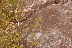 Phyllota phylicoides