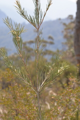 Hakea macrorrhyncha
