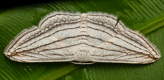 Scopula opicata