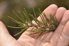 Hakea macrorrhyncha