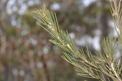 Hakea macrorrhyncha