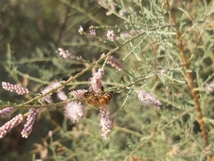 Apis mellifera