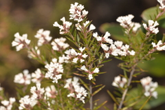 Acrothamnus melaleucoides