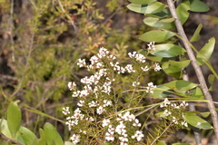 Acrothamnus melaleucoides