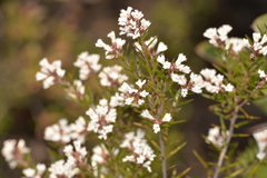 Acrothamnus melaleucoides