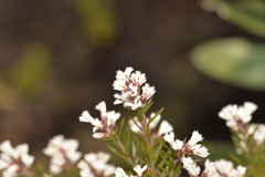 Acrothamnus melaleucoides