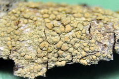 Lecanora confusa