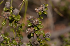 Pultenaea pycnocephala
