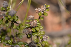 Pultenaea pycnocephala