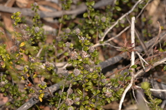 Pultenaea pycnocephala