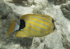 Chaetodon fremblii