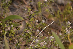 Pultenaea pycnocephala