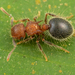 Shield Ant - Photo (c) Roman Prokhorov, some rights reserved (CC BY-NC)
