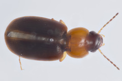 Agonoleptus conjunctus