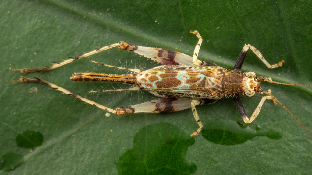 Amusurgus