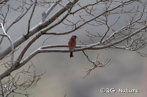 Chinese Beautiful Rosefinch (Carpodacus davidianus), photo 3