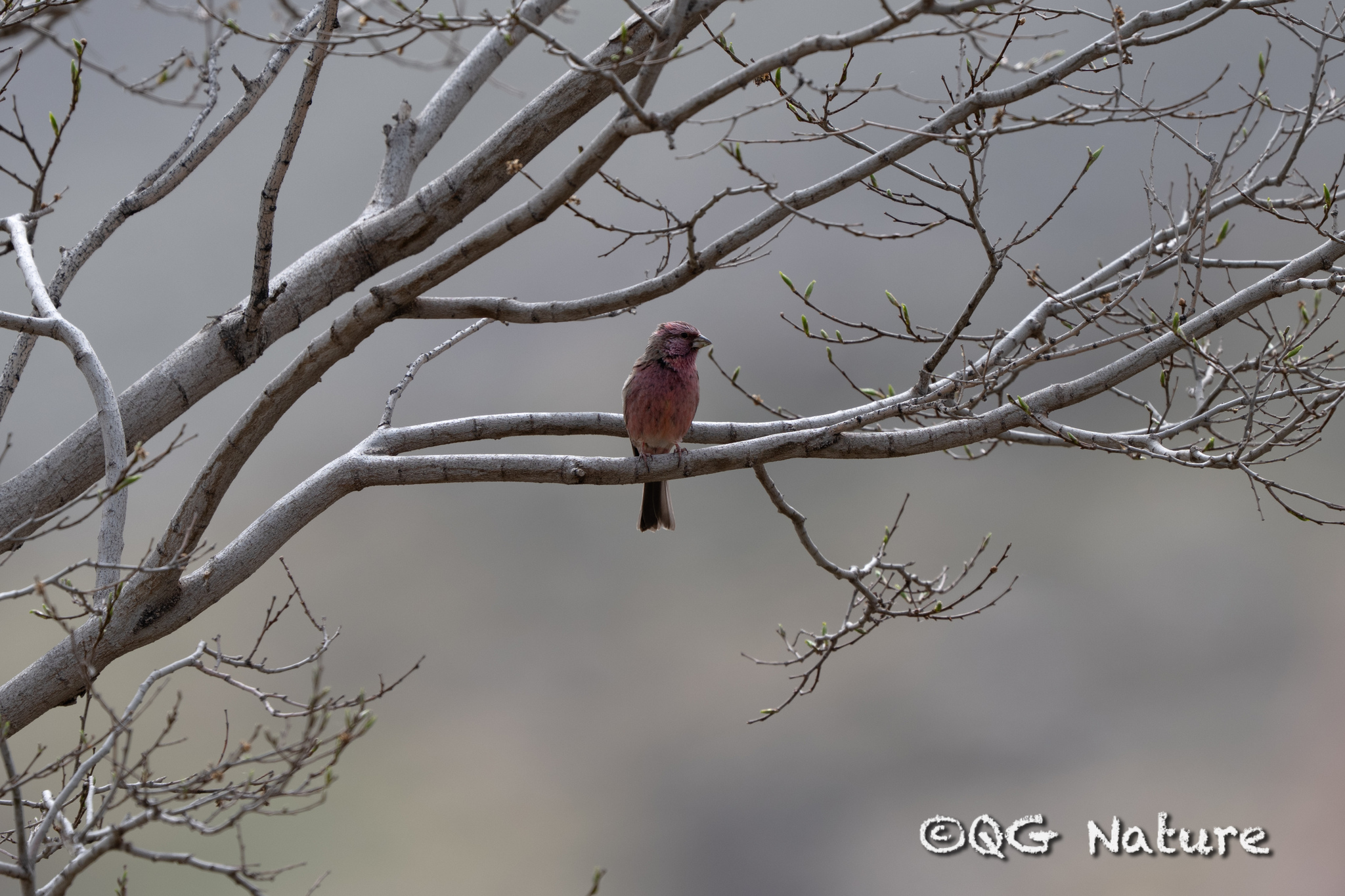 Chinese Beautiful Rosefinch