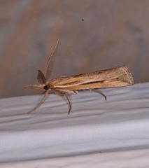 Thaumatopsis pexellus