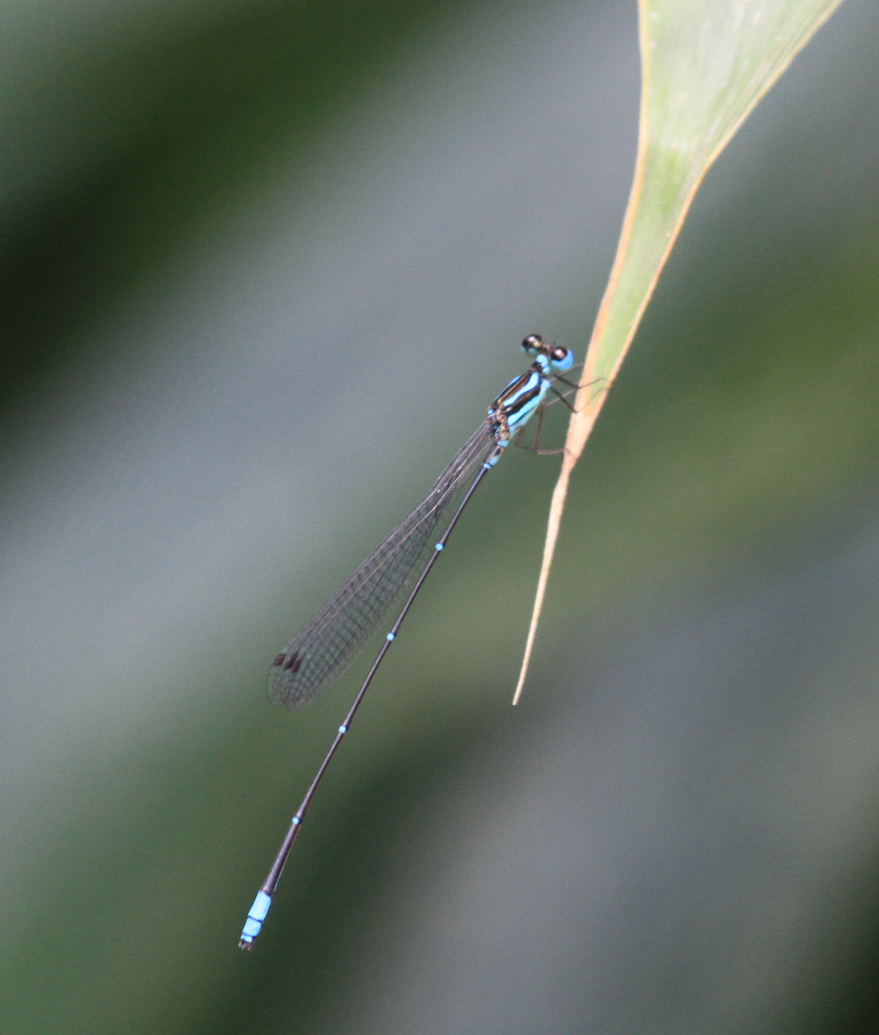 Wayanad Bambootail