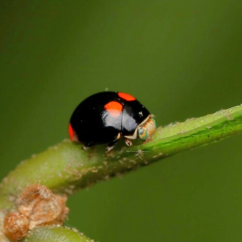 Brachiacantha quadripunctata quadripunctata photographed in Maryland