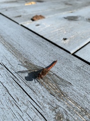 Sympetrum